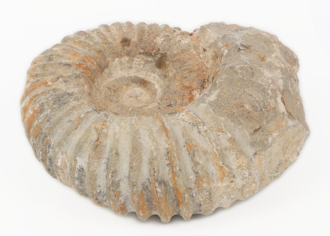 Ancient Fossilized Ammonite - 2