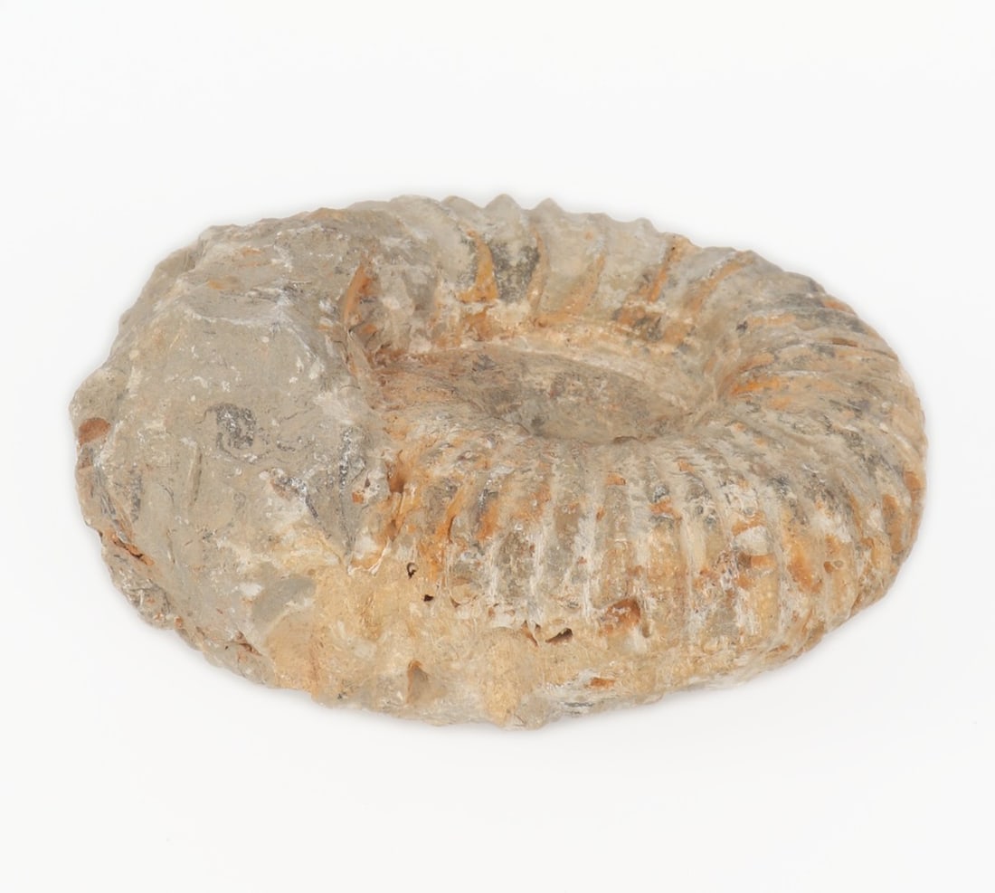 Ancient Fossilized Ammonite - 3