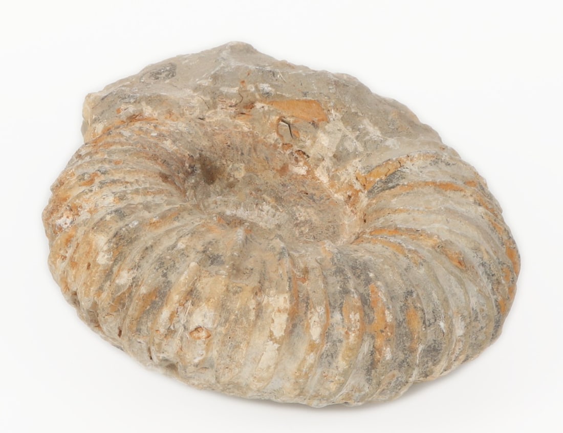 Ancient Fossilized Ammonite - 4