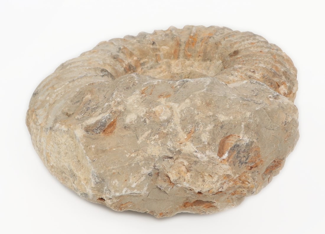 Ancient Fossilized Ammonite - 5