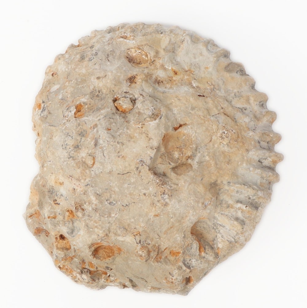 Ancient Fossilized Ammonite - 6