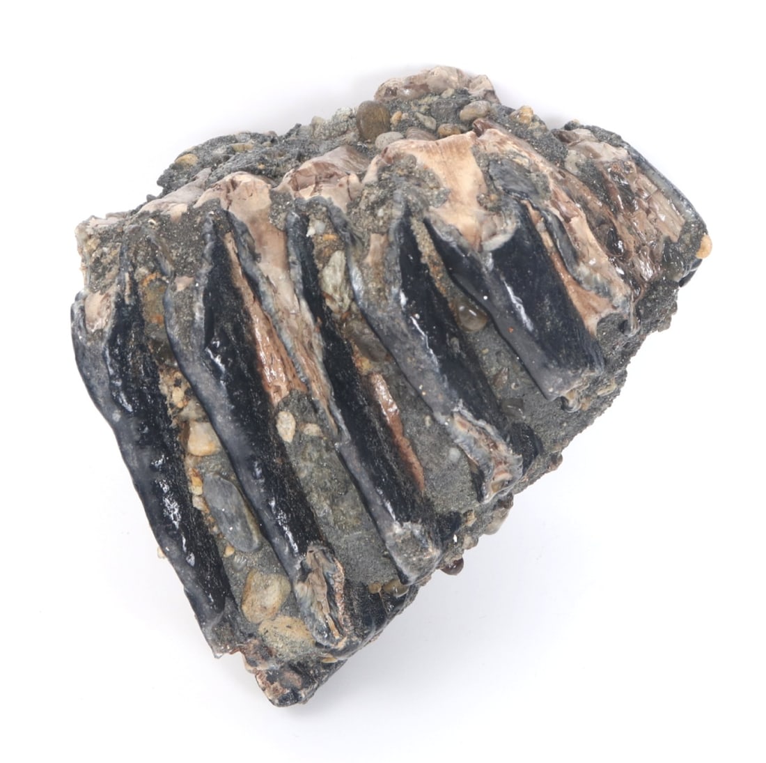 Large Section of Ancient Wooly Mammoth Molar (1 of 8)