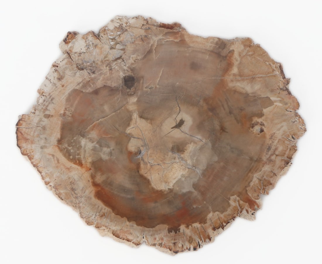Lovely Petrified Wood Branch Slab: Beautiful ancient petrified wood slab likely cut from a branch based on the size and diameter. Wonderful colors including light brown, cream, caramel, red and light blue. Light blue crystals in