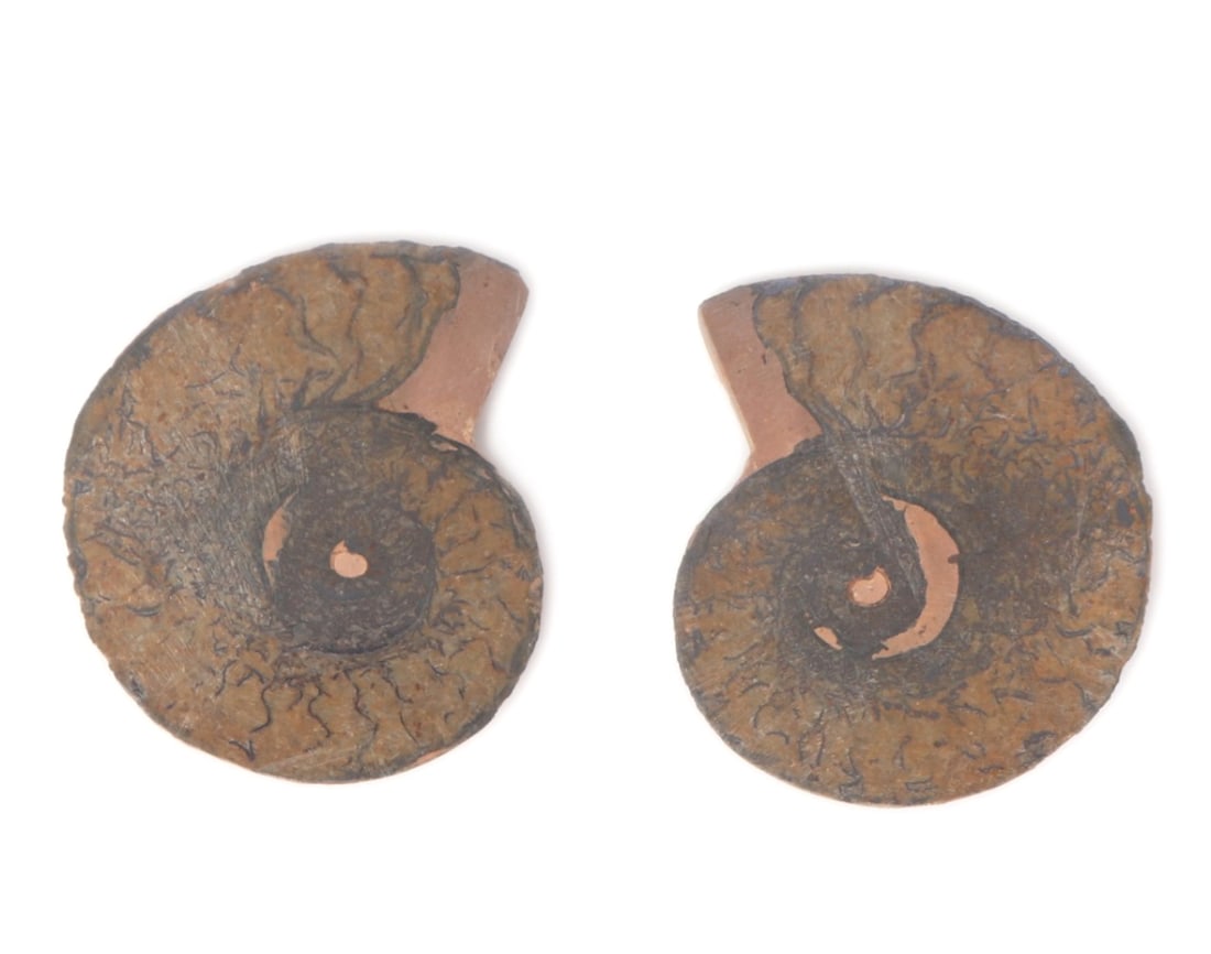 Ancient Ammonite Fossil Cut & Polished: Fine ancient ammonite fossil cut in half and polished smooth to the surface. Lovely earthen tones throughout including natural remaining pigment to the back of each piece. Size 2.08" W (5.3cm W)