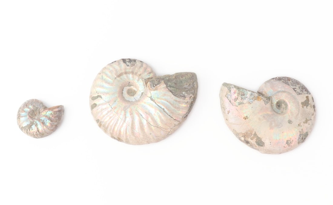 Group of Three Fantastic Opalized Ammonite Fossils (1 of 4)