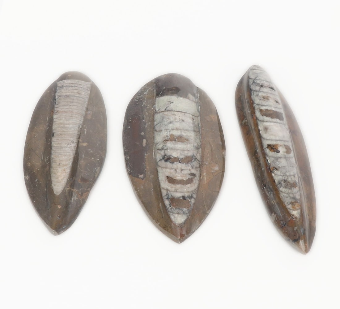 Group of Three Orthoceras Fossils (1 of 6)