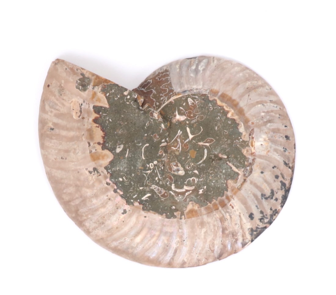 Fine Large Ancient Ammonite Specimen - 6