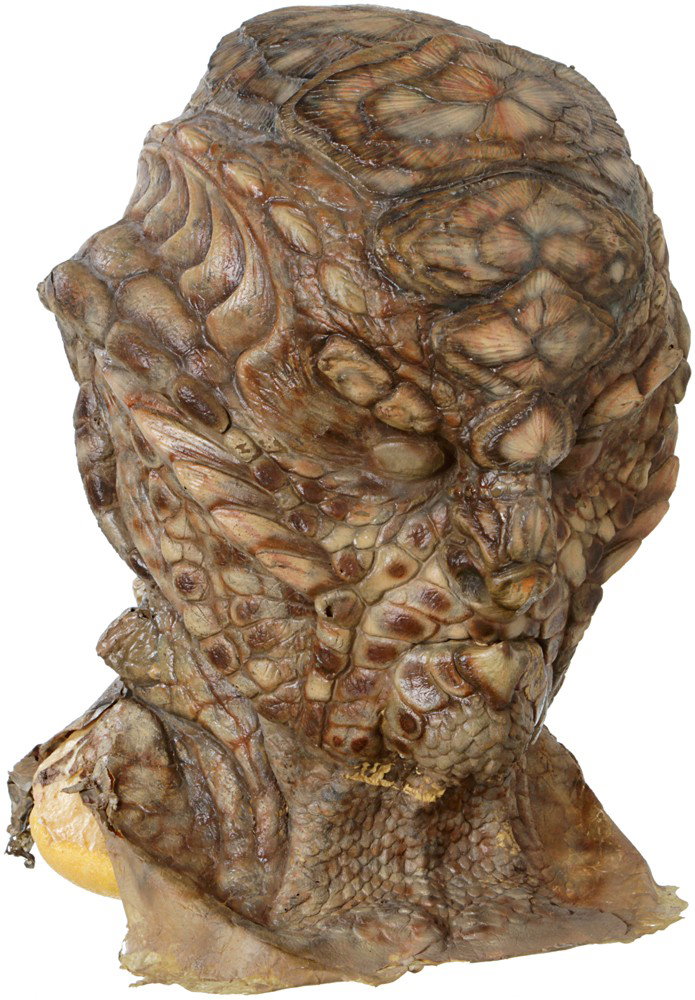Star Trek: Nemesis Kolaran Bust: Production Description: This head and facial appliance was made for the actors who portrayed the Kolaran's in Star Trek: Nemesis. The Kolaran's were aliens from a pre warp civilization seen when the c