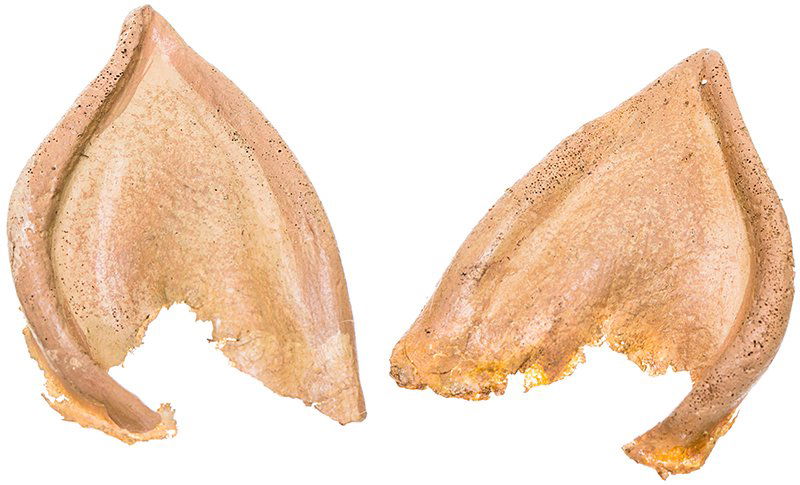 Star Trek: The Voyage Home Spock Vulcan Ear Prosthetics (1 of 1)