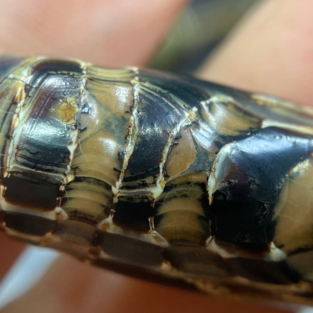 A Exquisite Two Eye Dzi bead - 5