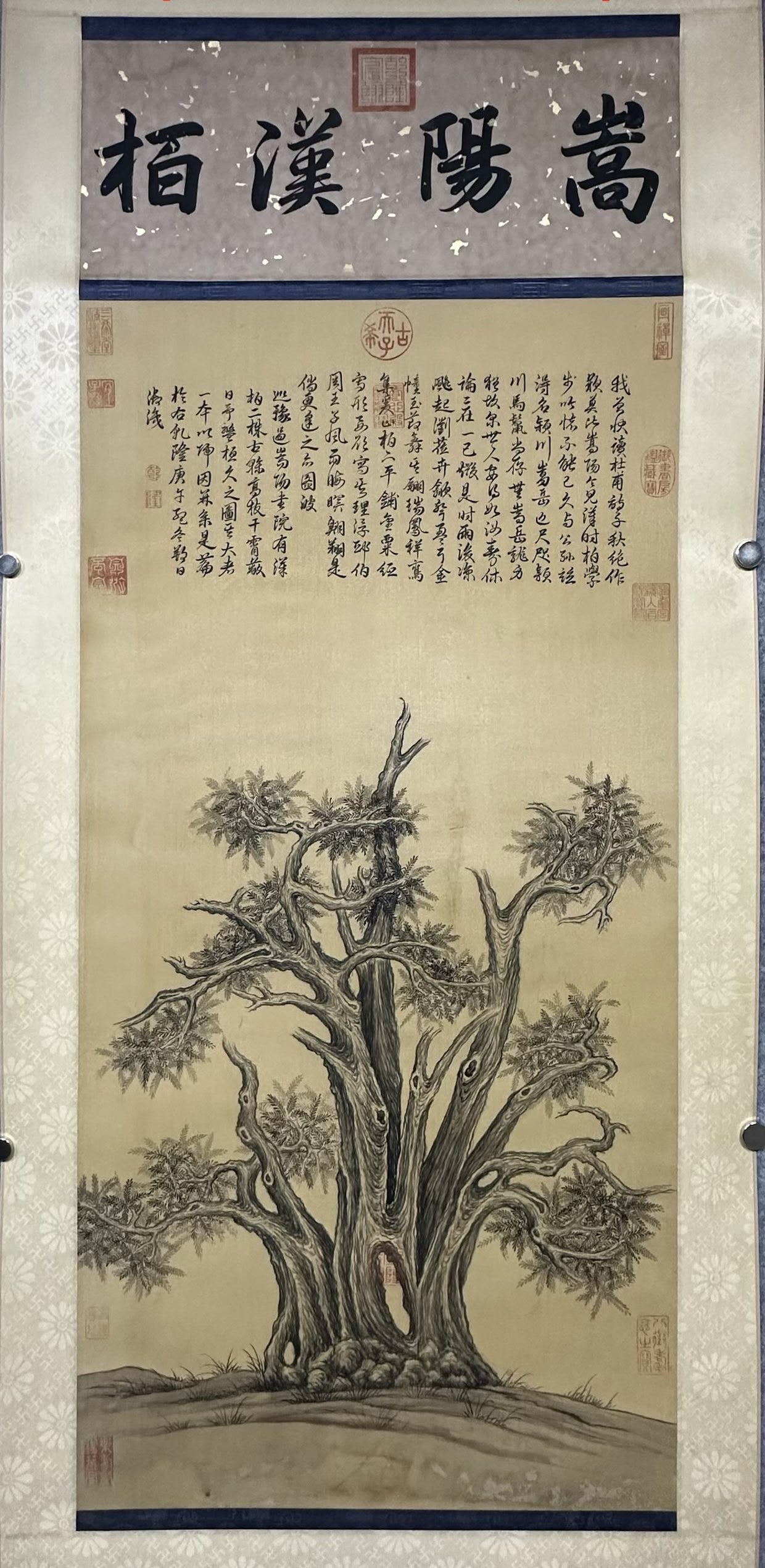 A Chinese Vertical Scroll Ink Painting of Cypress on Silk: A Chinese Vertical Scroll Ink Painting of Cypress on Silk,Qing Dynasty, China,Emperor Qianlong,without frame size:50.4inx20.5in 一幅中国水墨绢本柏