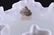 Fenton Hobnail Milkglass Vase w/Original Sticker - 2