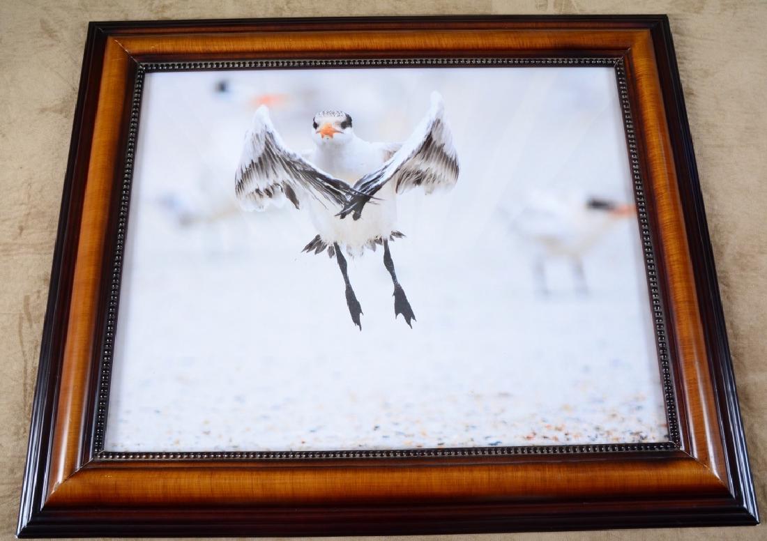 Paul Winterman First Flight Seagull Print (1 of 5)
