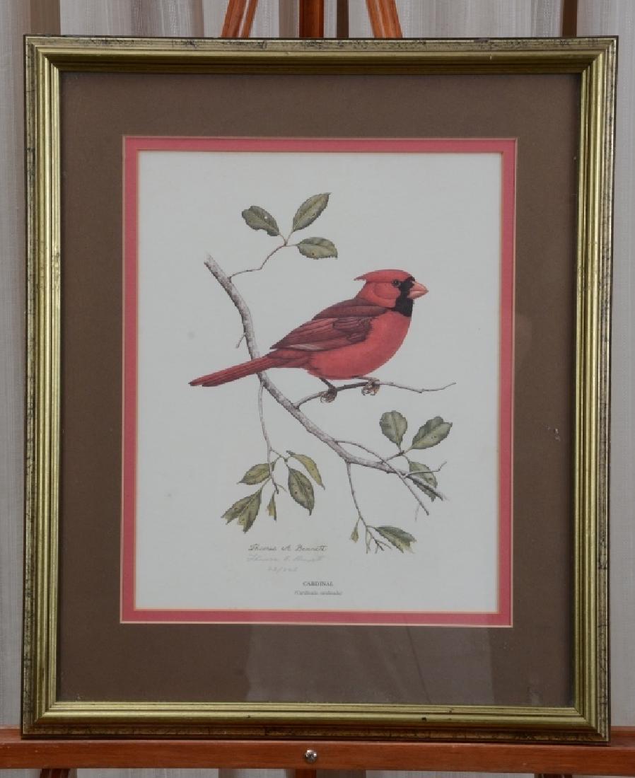 Cardinal Bird Print: Pencil signed Thomas A. Bennett limited edition 62/225 print. Sight 13.5" high x 10 3/8" wide, framed under glass 20 1/8" high x 16 7/8" wide.
