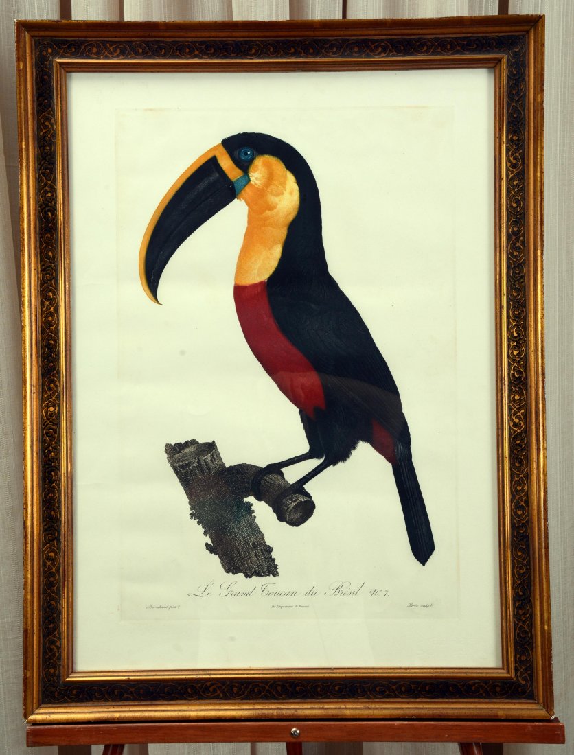 Le Grand Toucan du Bresit No. 7 Print (1 of 3)