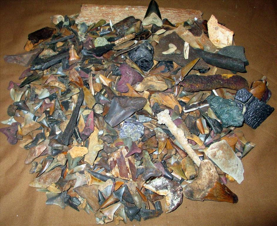 SHARDS & FOSSILS: Shards & Fossils Including Shark's Teeth Petrified Bones and Tortoise Shells, Pottery Shards, Stalactite.