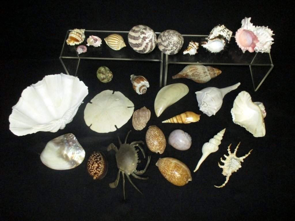 Sea Shell Collection: Murex, cowries, sand dollar plus more together w/brass crab.