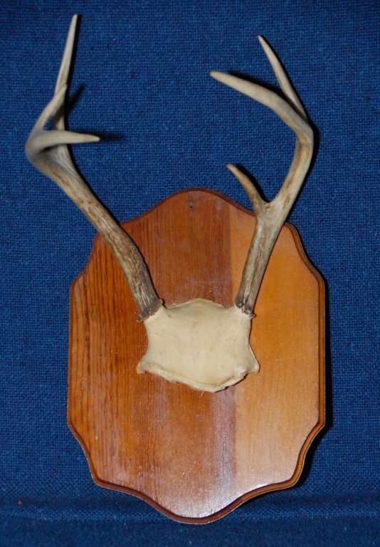 Mounted 6-Point Antlers: 9.5" W x 12" T.