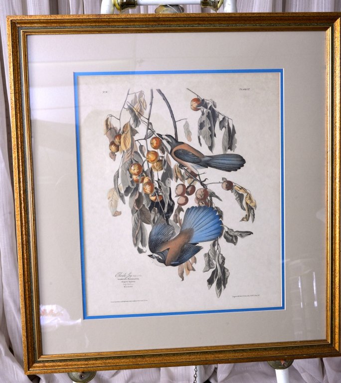 Florida Jay Colored Engraving #18 Plate 87 (1 of 6)