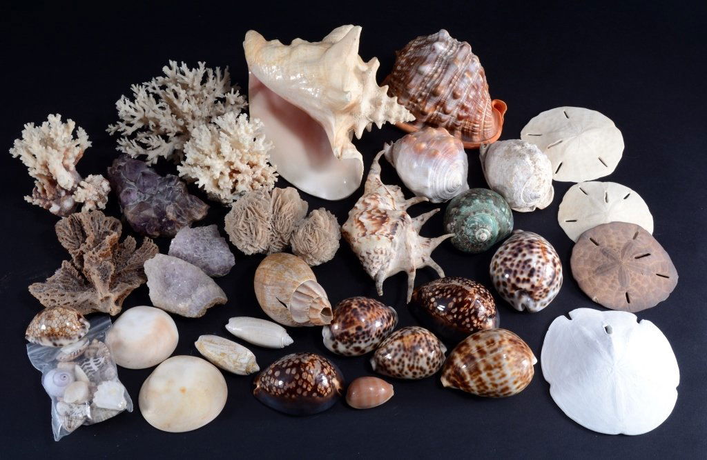 Collection Shells, Coral and Sand Dollars Plus (1 of 4)
