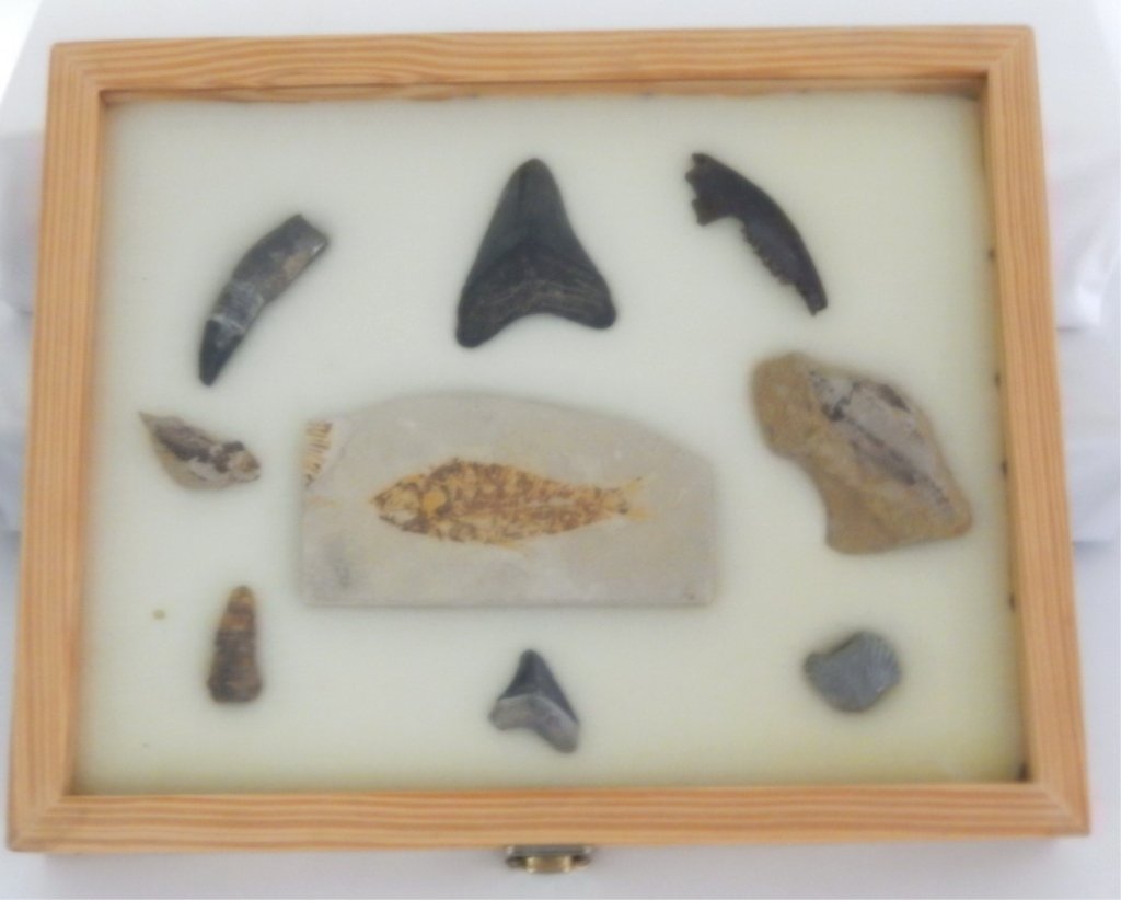 Petrified Megalodon Teeth, Fish Fossils & More: Fossils reported from New Mexico, in locking wooden box (wo/key) 15" x 12" x 2".