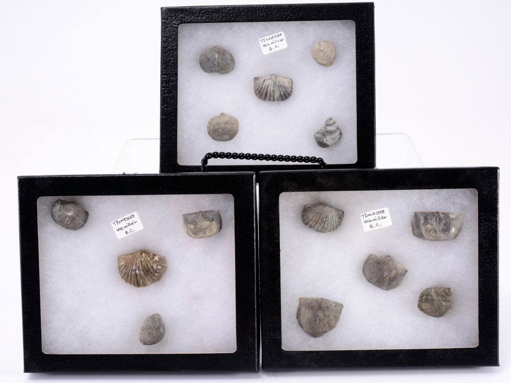 Tennessee Brachiopods in Riker Boxes w/Pins (1 of 4)