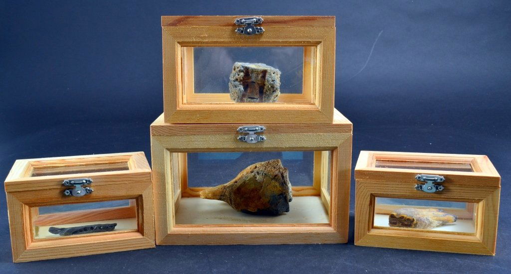 4 Fossilized Bones in Wooden Display Boxes (1 of 5)