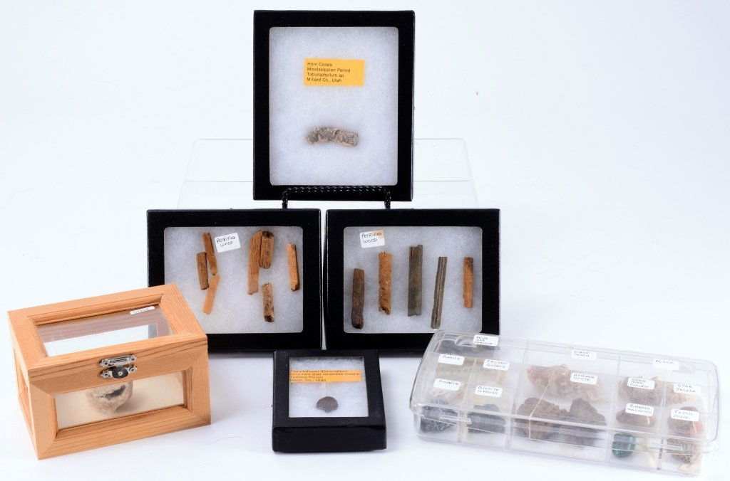 Coral, Geode, Petrified Wood, Pseudofossil Plus (1 of 4)