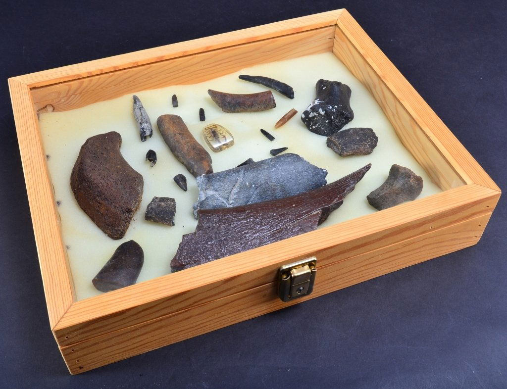 Petrified Bones, Teeth w/Scorpion in Wooden Box: Largest petrified bone 8" long, wooden display box 15" x 12" x 3".