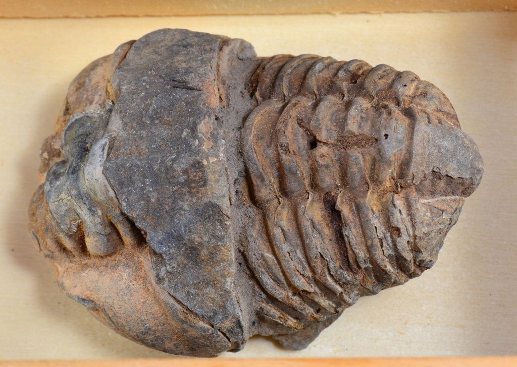 Trilobite Specimen in Wooden Display Box (1 of 2)