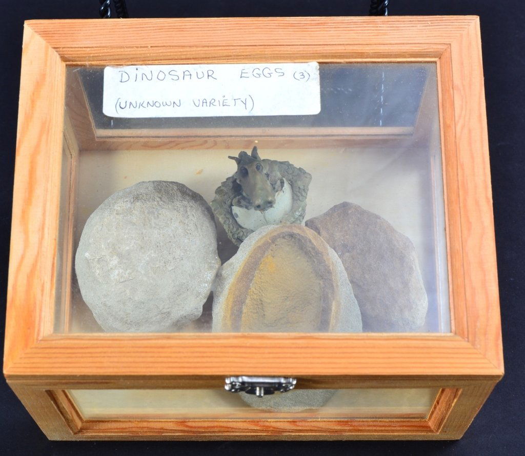 Three Dinosaur Eggs in Wooden Display Box (1 of 3)
