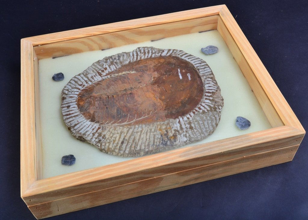 Large Trilobite w/4 small Trilobites in Wooden Box (1 of 3)