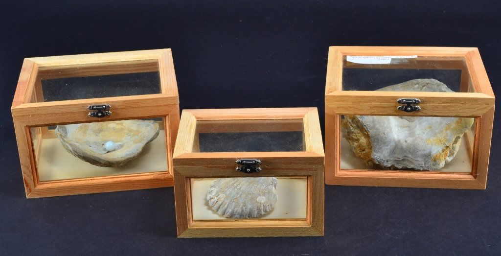 Three Petrified Shells in Wooden Display Boxes (1 of 7)