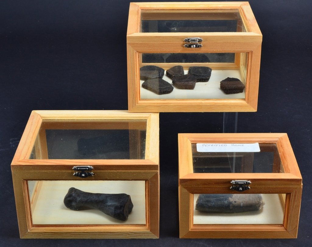 Petrified Bones & Shells in Wooden Display Boxes: Longest bone 3.5" long.