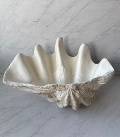 Extra Large Resin Clamshell