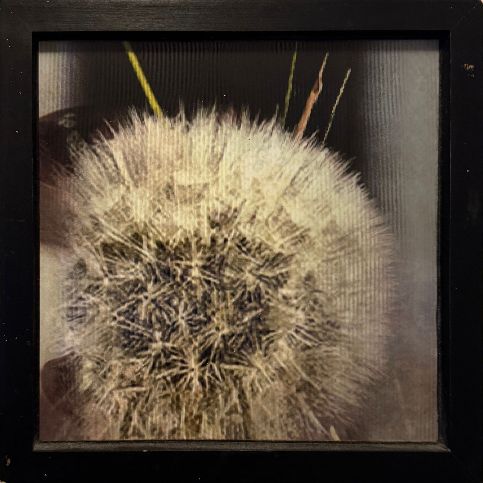 Ann Weiner , Transformations #1: Ann Weiner was a pioneering artist in the field of lenticular photography. She combined images of children with images of transformation, such as the butterfly. The lenticular technique allows one