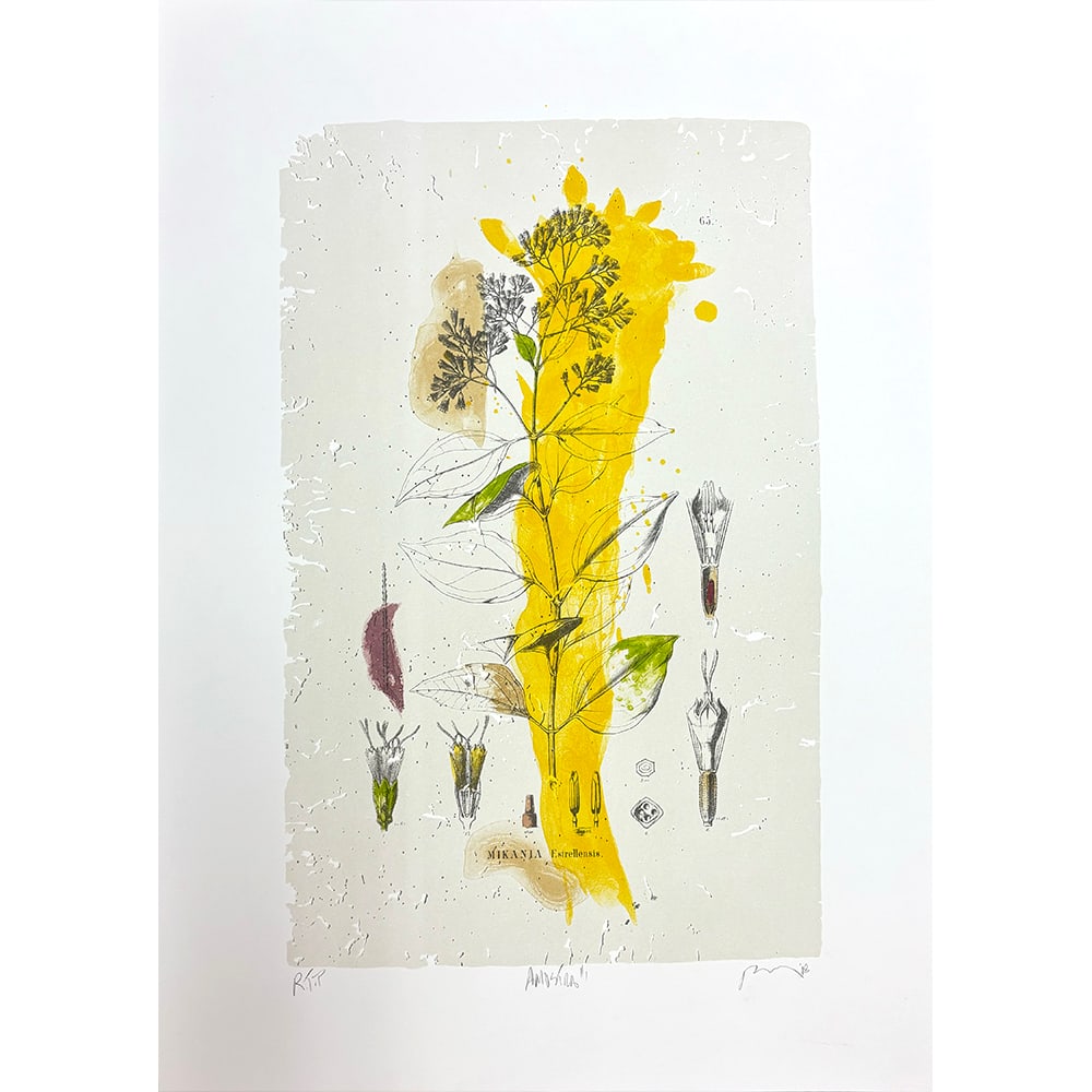 Bob Nugent, Amostra #1: Bob Nugent, an artist from the United States, produced "Amostra #1" in 2008. It is a 5-color lithograph. Measuring 24 x 18 inches, this plate work is edition 13/30. The composition presents abstract