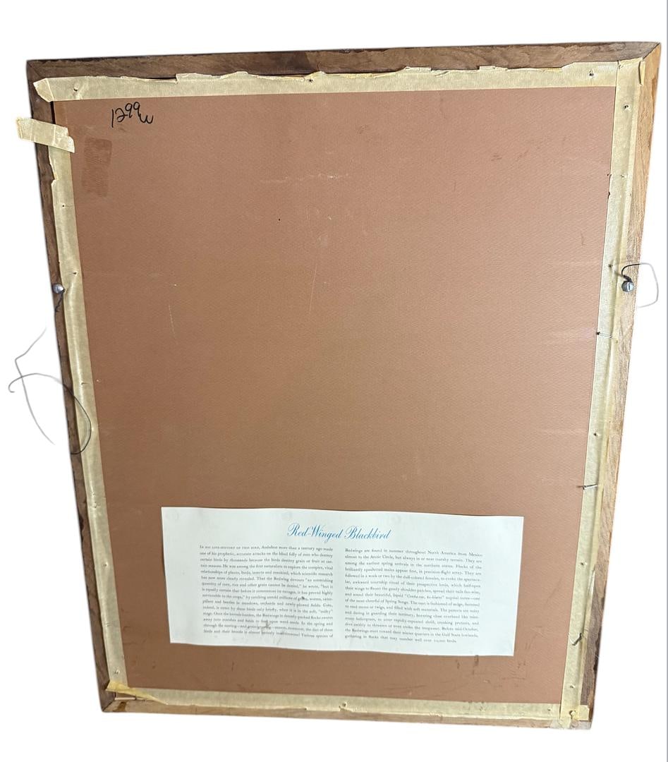 Set of 2 Audubon Lithographs Red Winged Starling & Common Cardinal Grosbeak 1966 Genuine Wood Frames - 7