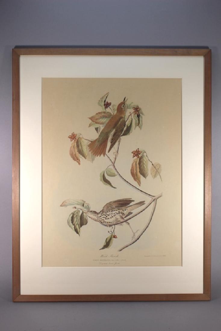 James Audubon Wood Thrush (1 of 8)