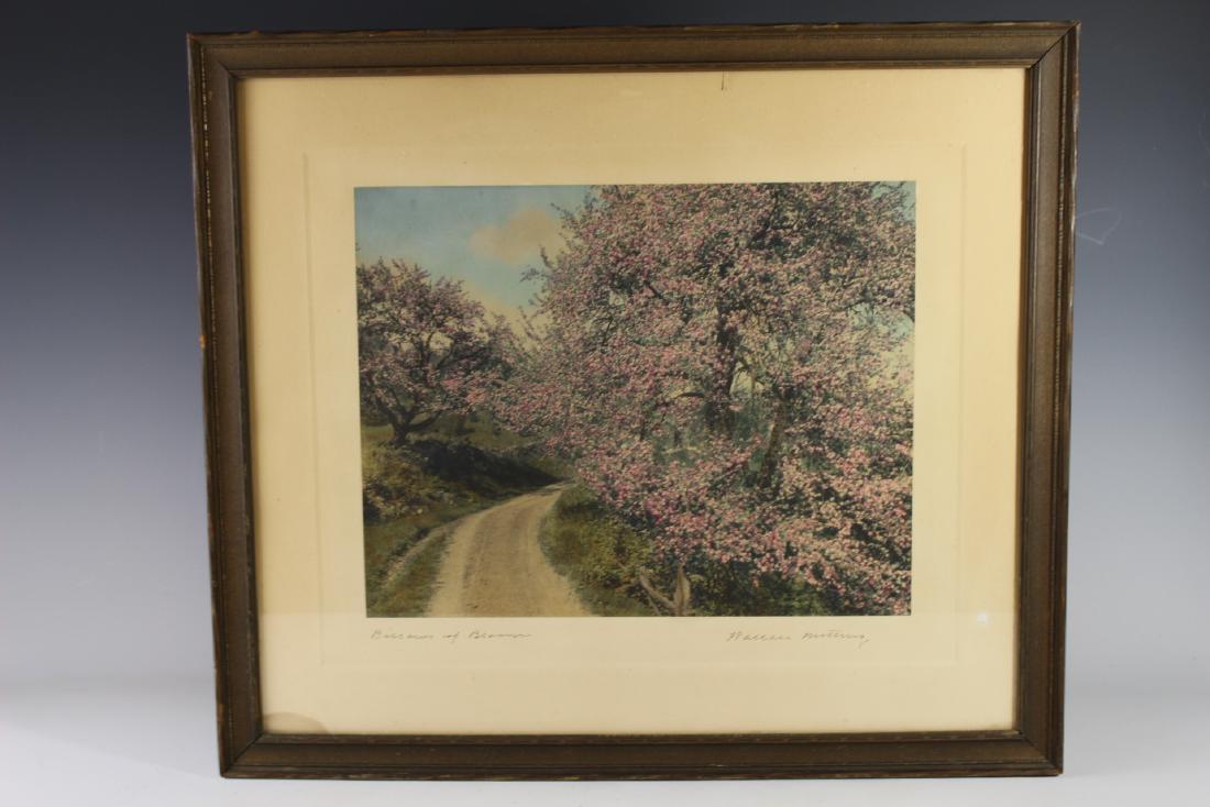 Wallace Nutting "Billows Of Bloom" Print: Wallace Nutting "Billows of Bloom" framed and matted print. Approx. 17.5"t by 20"w including frame, 1025"t by 12.75"w print only. Overall good condition with some soiling to matting, see photos.