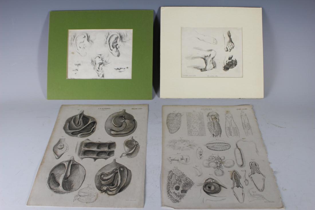 After Stefano Della Bella and other Anatomical Prints: Four 19th century engravings of the anatomy. Two after Stefano Della Bella (Italian, 1610-1664) later strike engravings, 19th century, originally authorized by the King, Plates 4.75" x 6.25". Two Anat