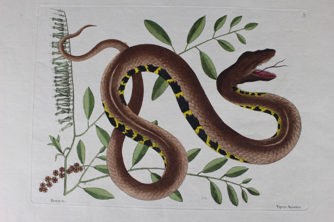 Mark Catesby (American/British, 1682-1749): Mark Catesby (American/British, 1682-1749) hand colored engraving print, "Frutex &c", Viper Aquatica, Plate 43, signed with Catesby stamp. From the Natural History of Carolina, Florida and the Bahama