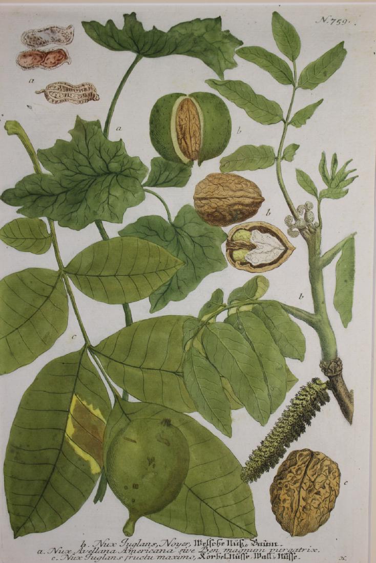 Johann Wilhelm Weinmann (German, 1683-1741) (1 of 10)