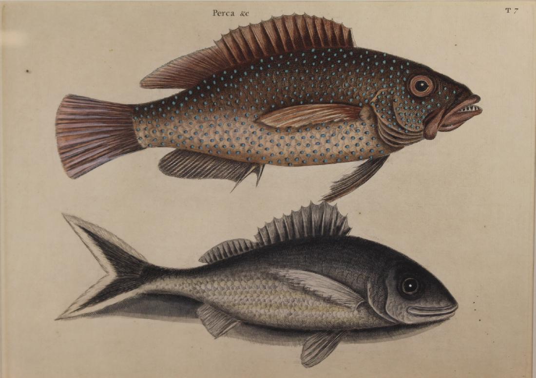 Mark Catesby: Mark Catesby (American/British, 1682-1749) hand colored engraving print, "Perca &c", Perca cauda nigra., T7. Plate 9" x 12", frame 18 1/2" x 22 1/2". Wonderfully executed and professionally matted and