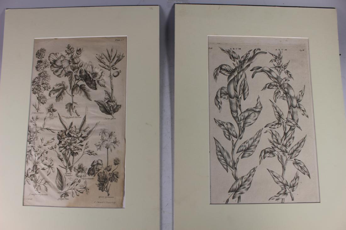 French Botanical Engraving Plates (1 of 10)