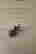 item-76075373=7