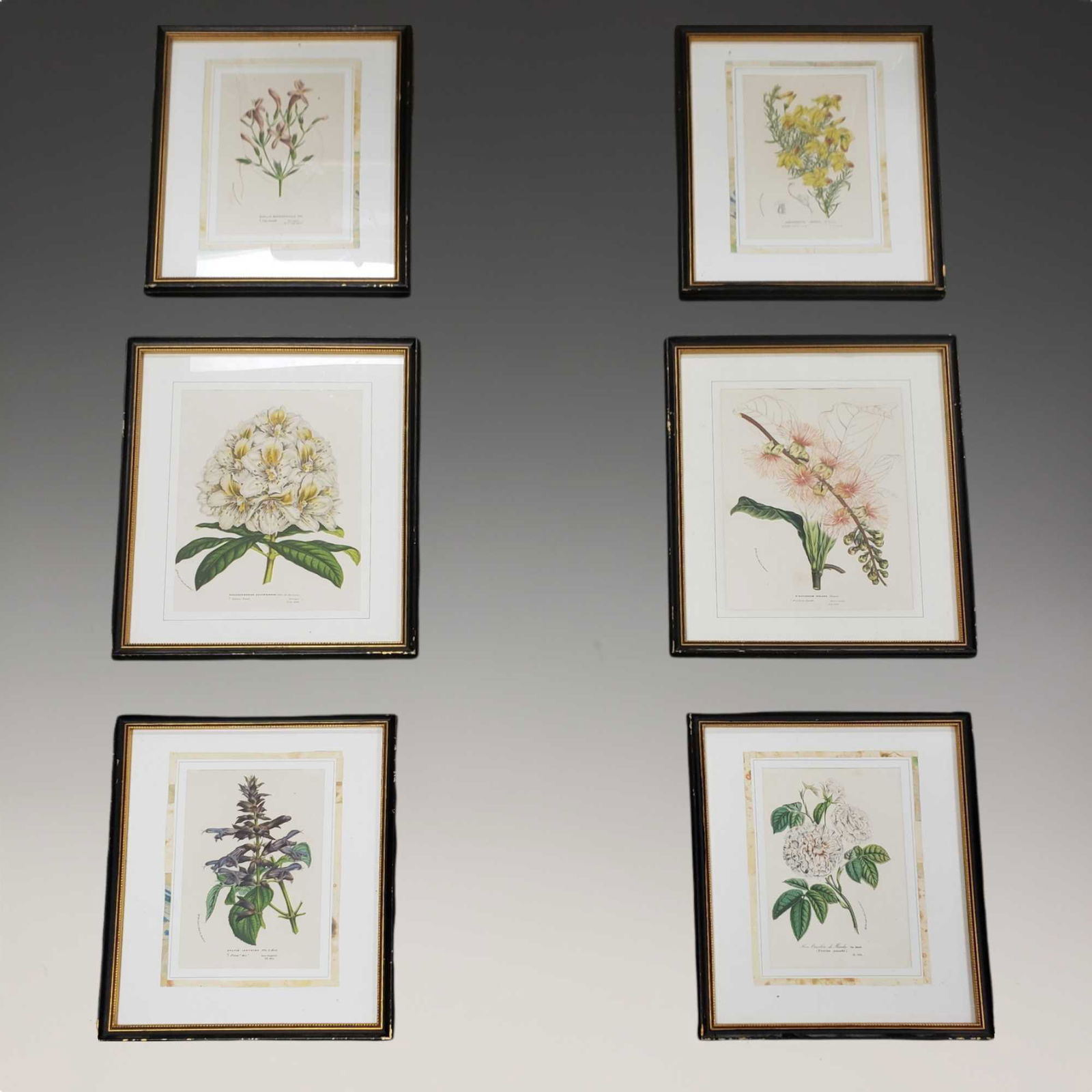 19th Century Horto Van Houtteano Botanical Lithographs (1 of 10)