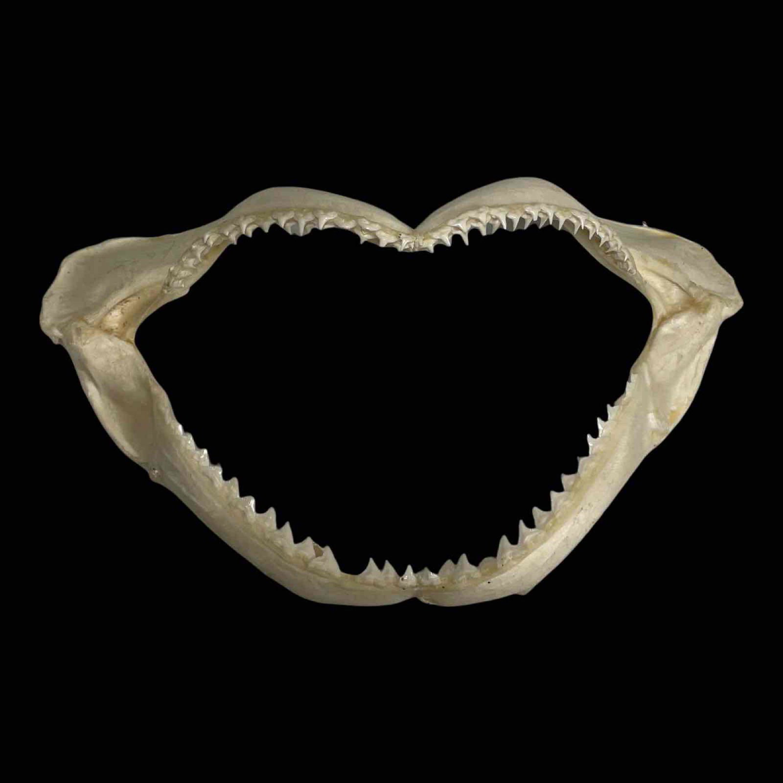 Young Shark Jawbones and Intact Teeth Display: The skeleton mouth jaw bone with intact razor sharp shark teeth as shown. Young unknown shark, measuring approx 13" wide. See photos