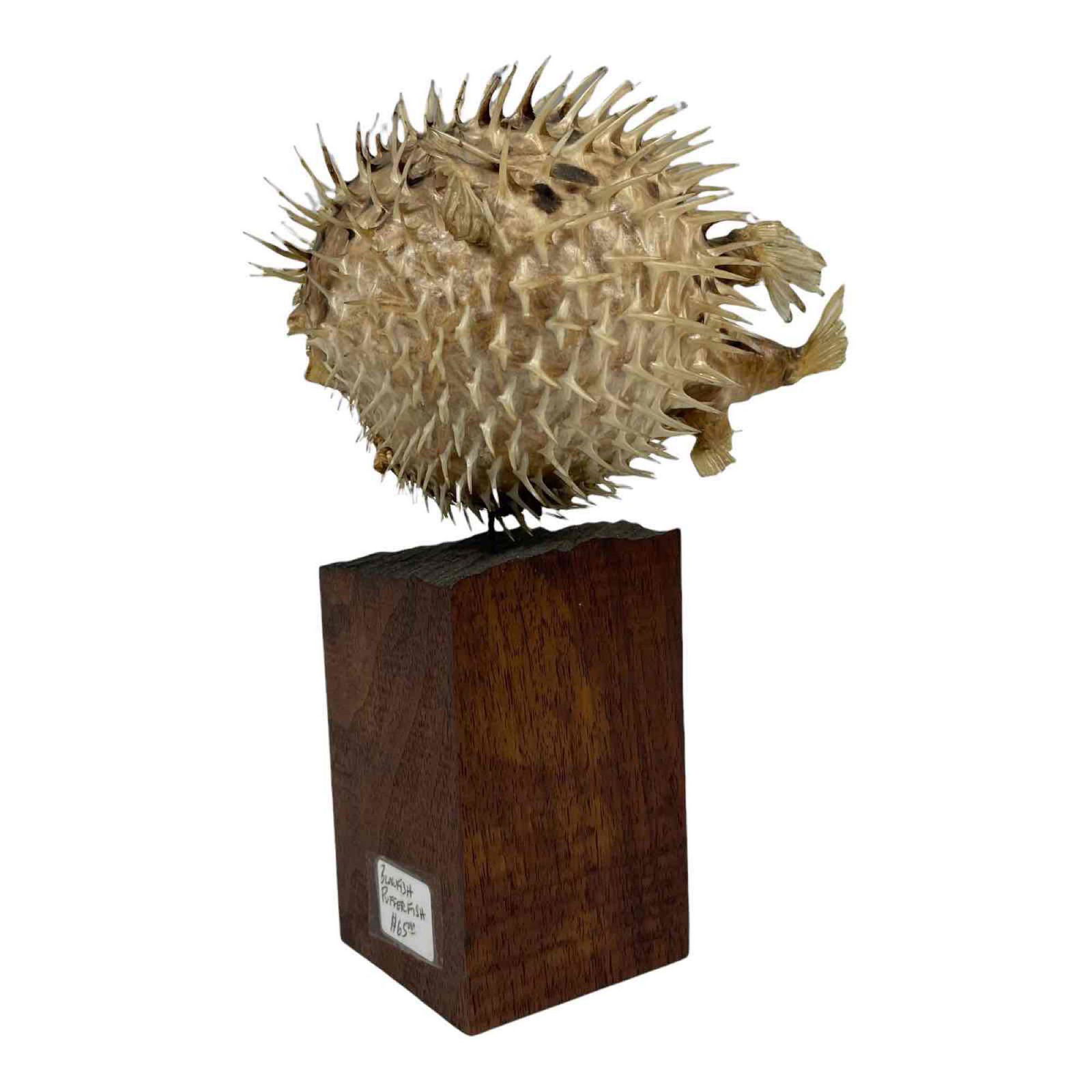 Porcupine Puffer Fish Taxidermy Mount (1 of 17)