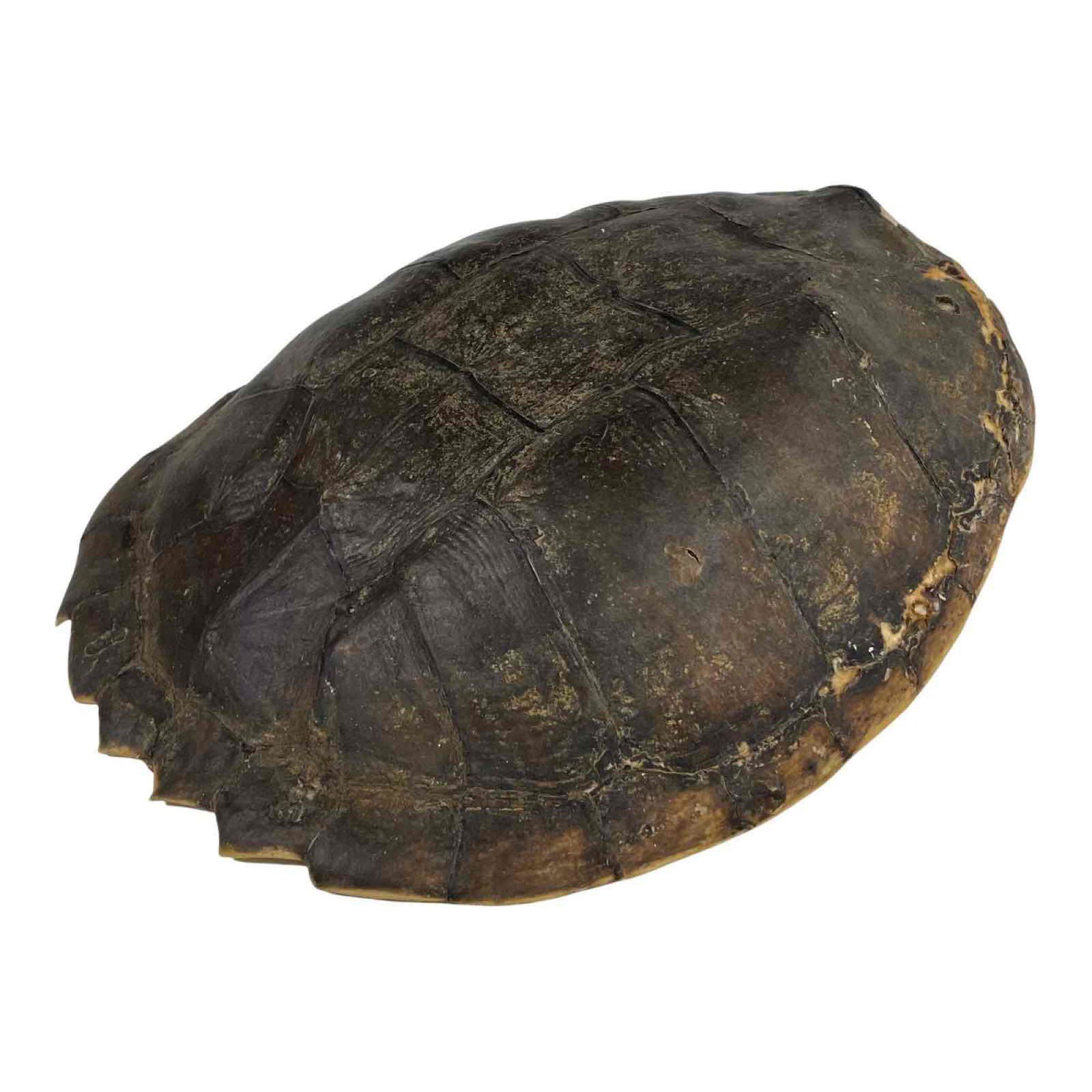 Natural Preserved Turtle Shell (1 of 18)